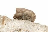 Enrolled Trilobite (Ditomopyge) - Cass County, Nebraska #214400-4